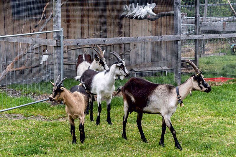 Herd of goats