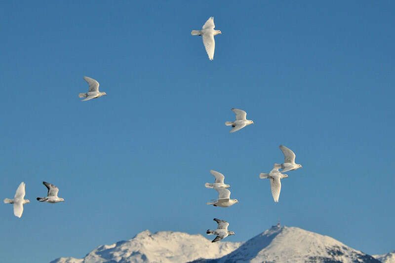 Flying wedding doves