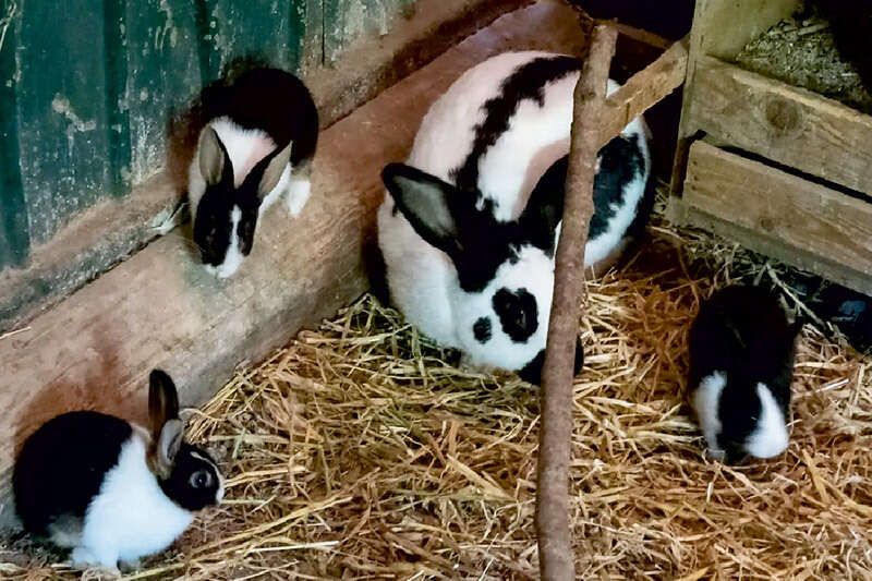 Rabbits on the farm