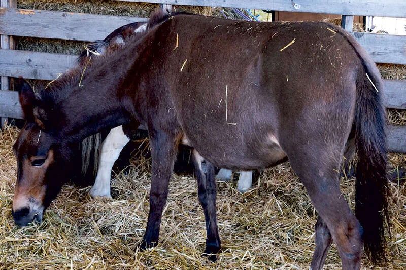 Mule at the Postkutscherhof