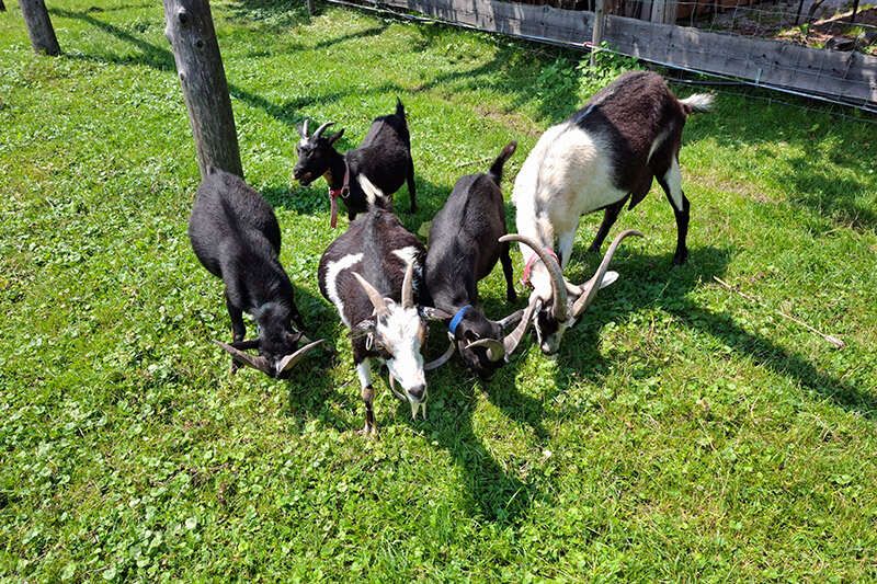 Goats on the farm in Axams